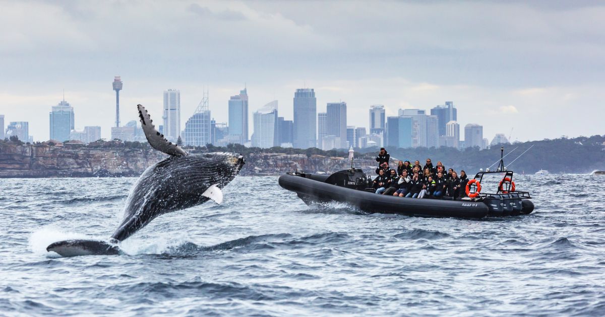 Whale watching in Sydney Cruises, lookouts & what to expect